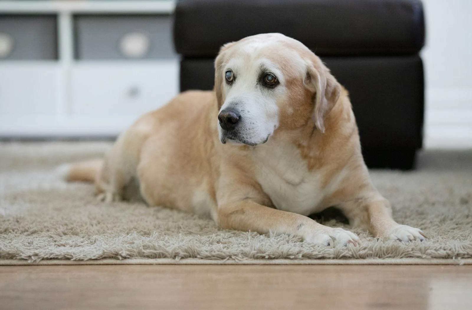 A senior Labrador resting at home