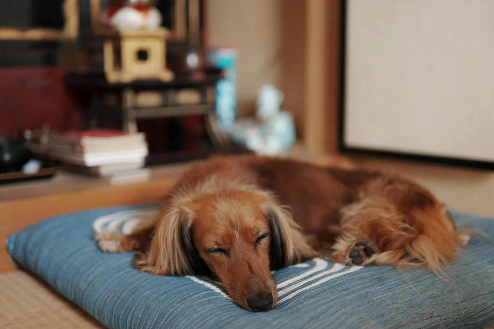 A dachshund sleeping on a soft mat at home