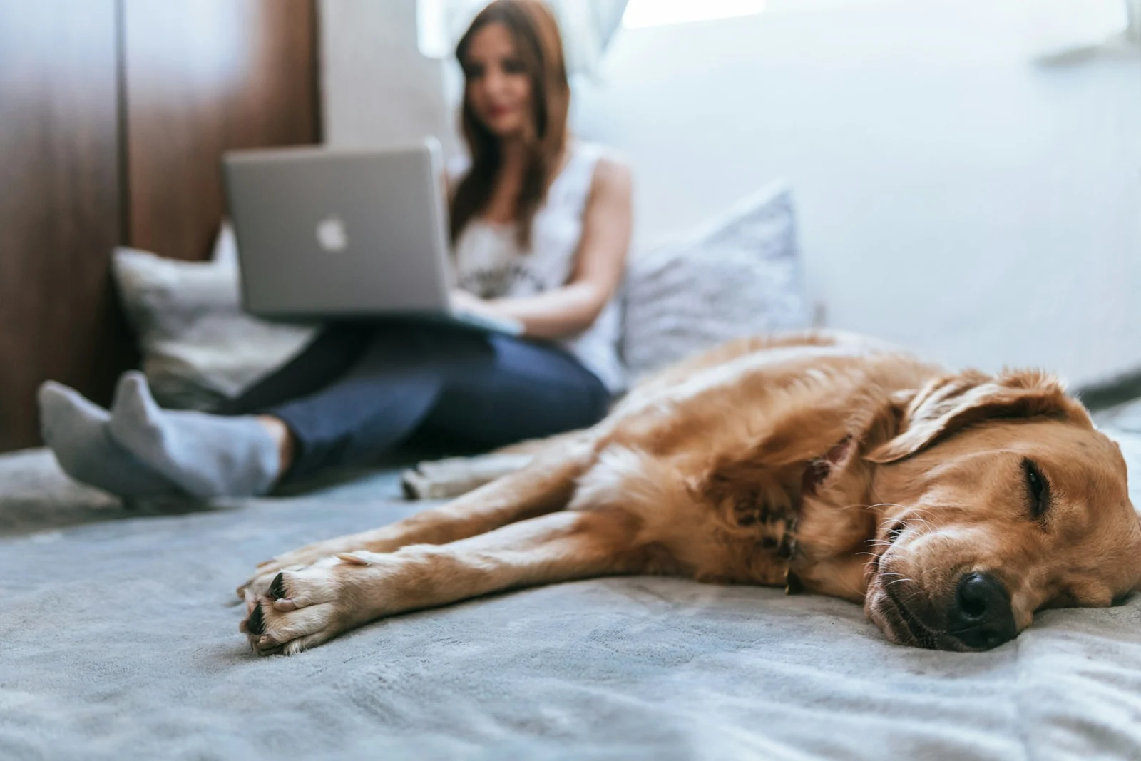 A golden retriever resting beside its owner at home