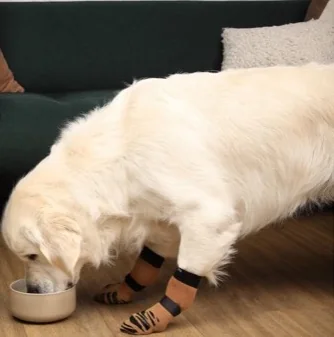 Four-Paw Grip Socks worn in the original catalog photograph